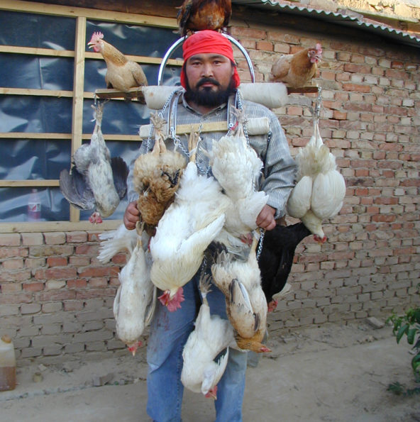 Un homme porte des poulets accrochés tout autour de lui. Certains sont vivants, sur ses épaules et sur sa tête, d'autres pendent morts.